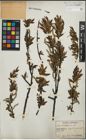 Foto von Salix korsakoviensis H. Lév.